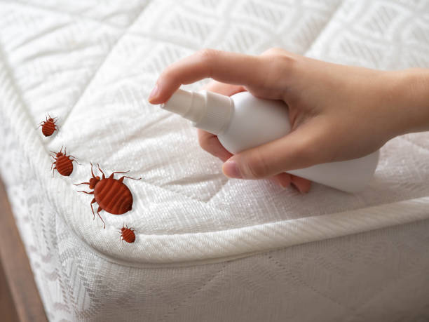 Best Insect Control  in Kountze, TX