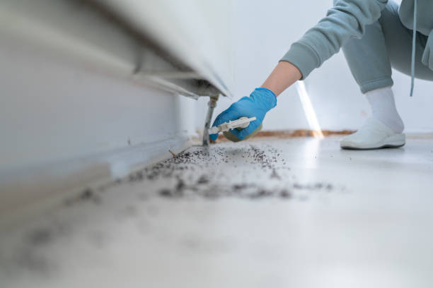 Best Mosquito Control Services  in Kountze, TX